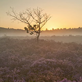 Flowering heathland